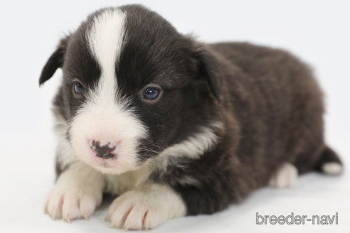 成約済の神奈川県のボーダーコリー-364969の1枚目